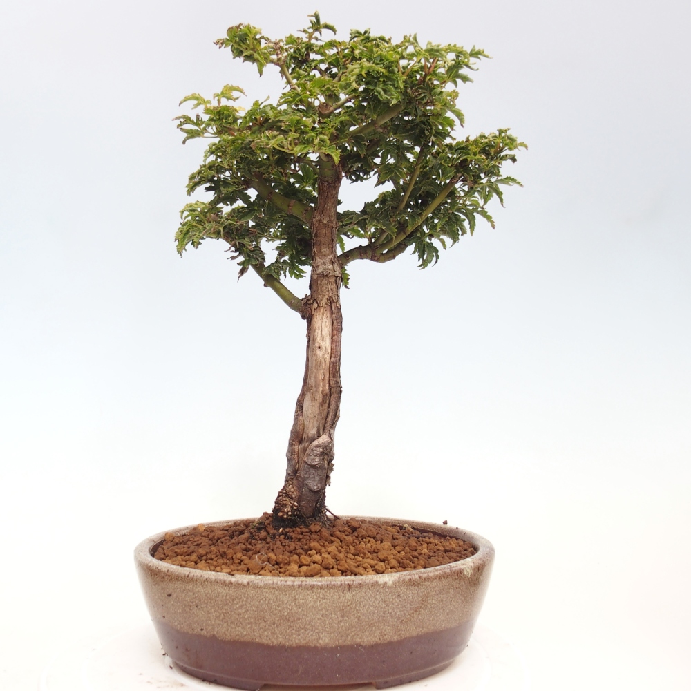 Vonkajší bonsai -Javor dlanitolistý Acer palmatum Shishigashira