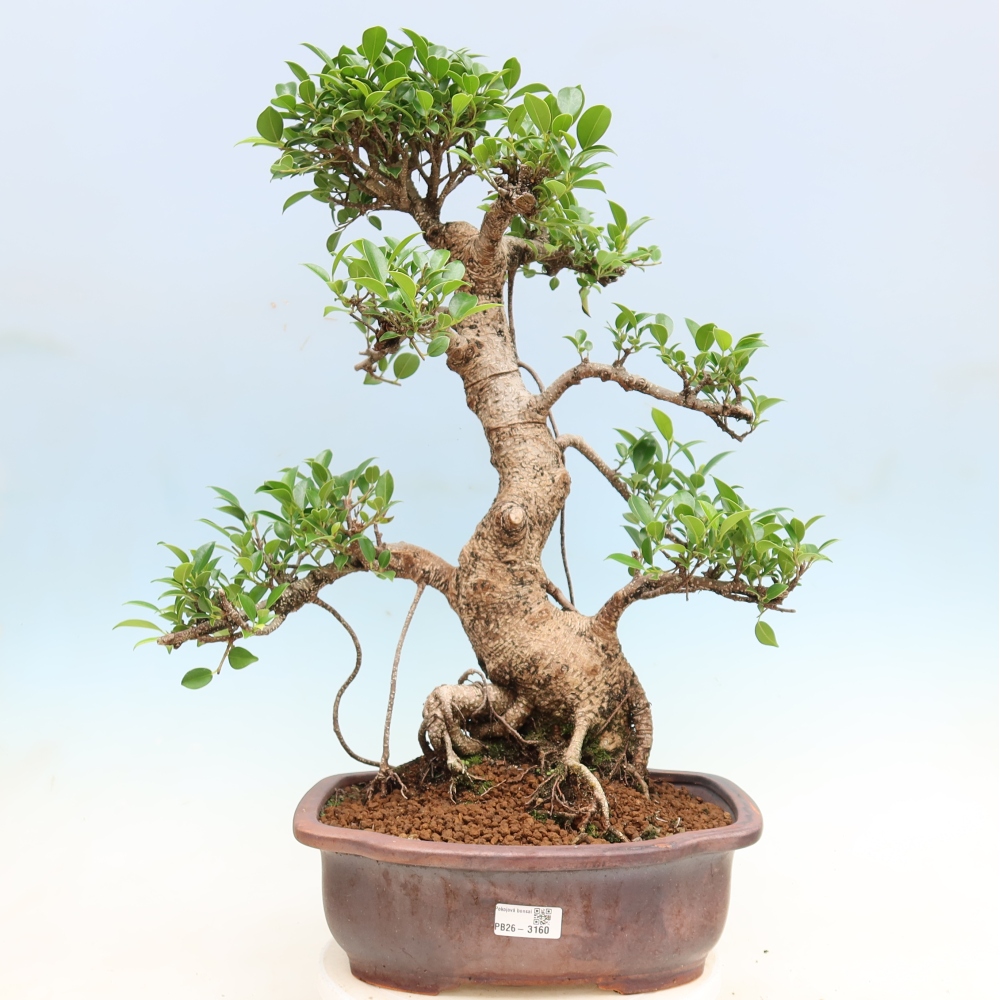 Izbové bonsaje - Ficus kimmen - drobnolistý fikus