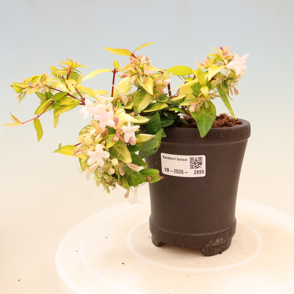 Vonkajší bonsai – Abelia gr. Kleidoscope – Abelia veľkokvetá