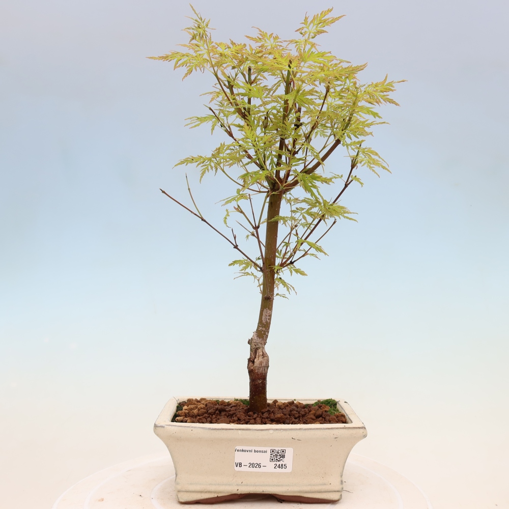 Vonkajšie bonsai - Acer palmatum Dissectum - Javor dlaňolistý 