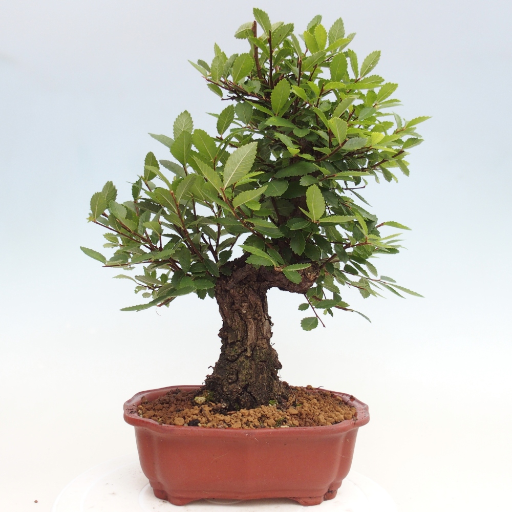 Vonkajšie bonsai - Zelkova - Zelkova Nirom