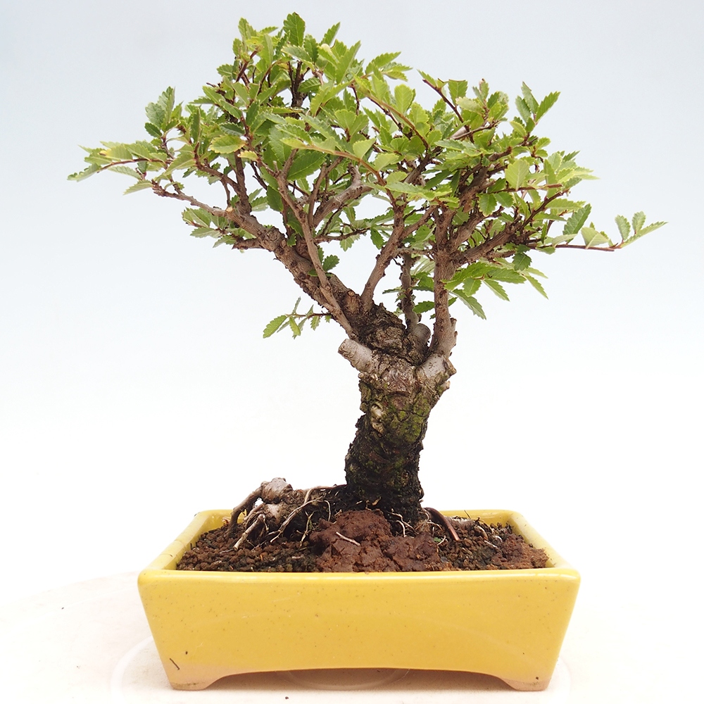 Vonkajšie bonsai - Zelkova - Zelkova Nirom