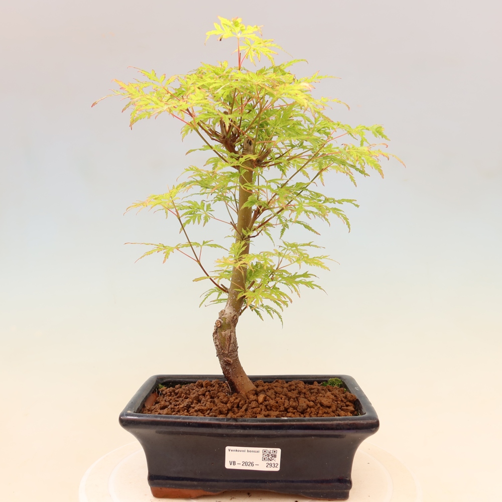 Vonkajší bonsai – Acer palmatum Dissectum – javor dlaňolistý 