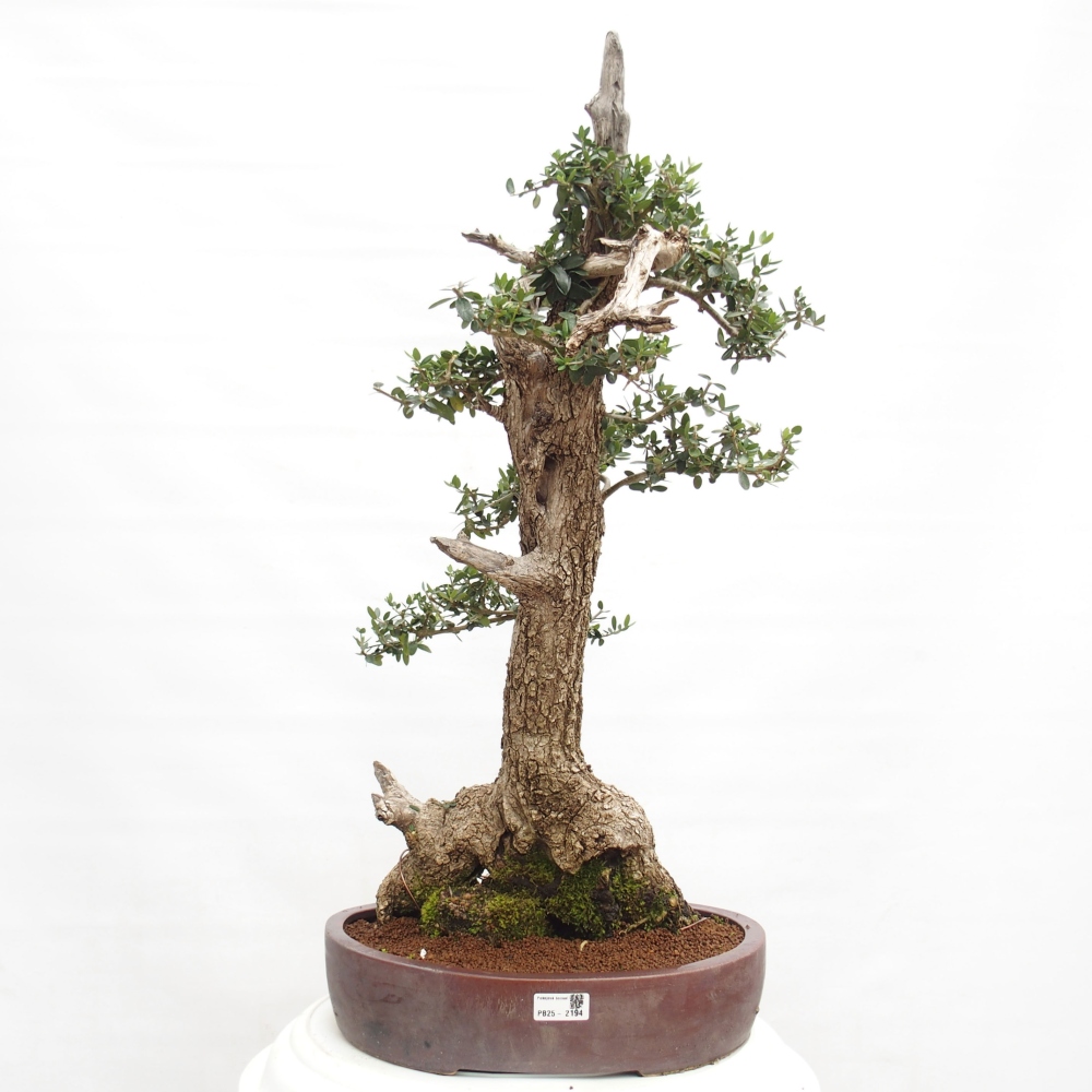 Izbová bonsai - Olea europaea sylvestris -Oliva evropská drobnolistá