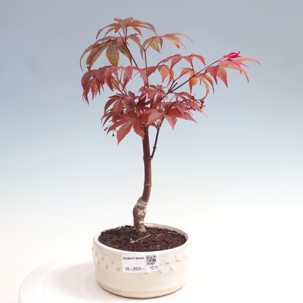 Vonkajšia bonsaj - palma Acer. Atropurpureum-Javor palmový