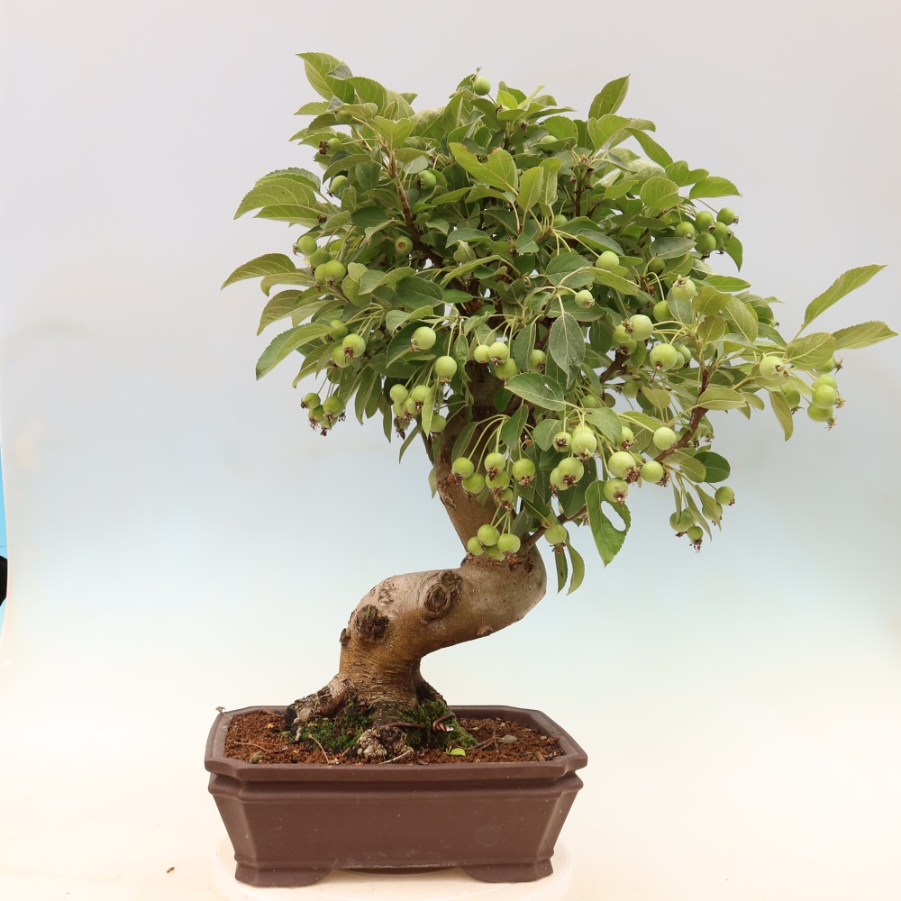 Vonkajšia bonsaj -Malus halliana - Malokvetá jabloň