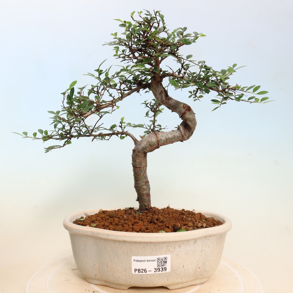 Izbový bonsaj - Ulmus parvifolia - brest malolistý