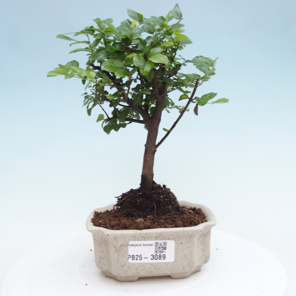 Izbová bonsai - Sagerécie thea - Sagerécie thea