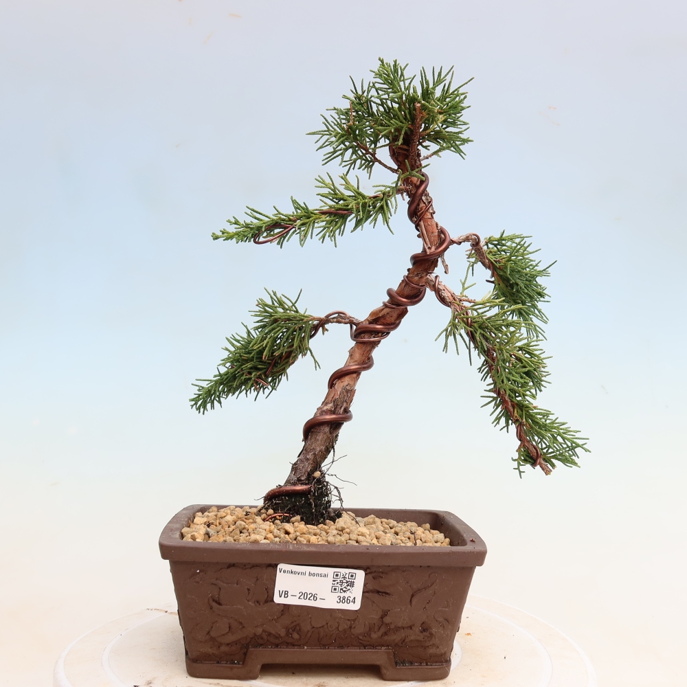 Vonkajší bonsaj - Juniperus chinensis Kishu