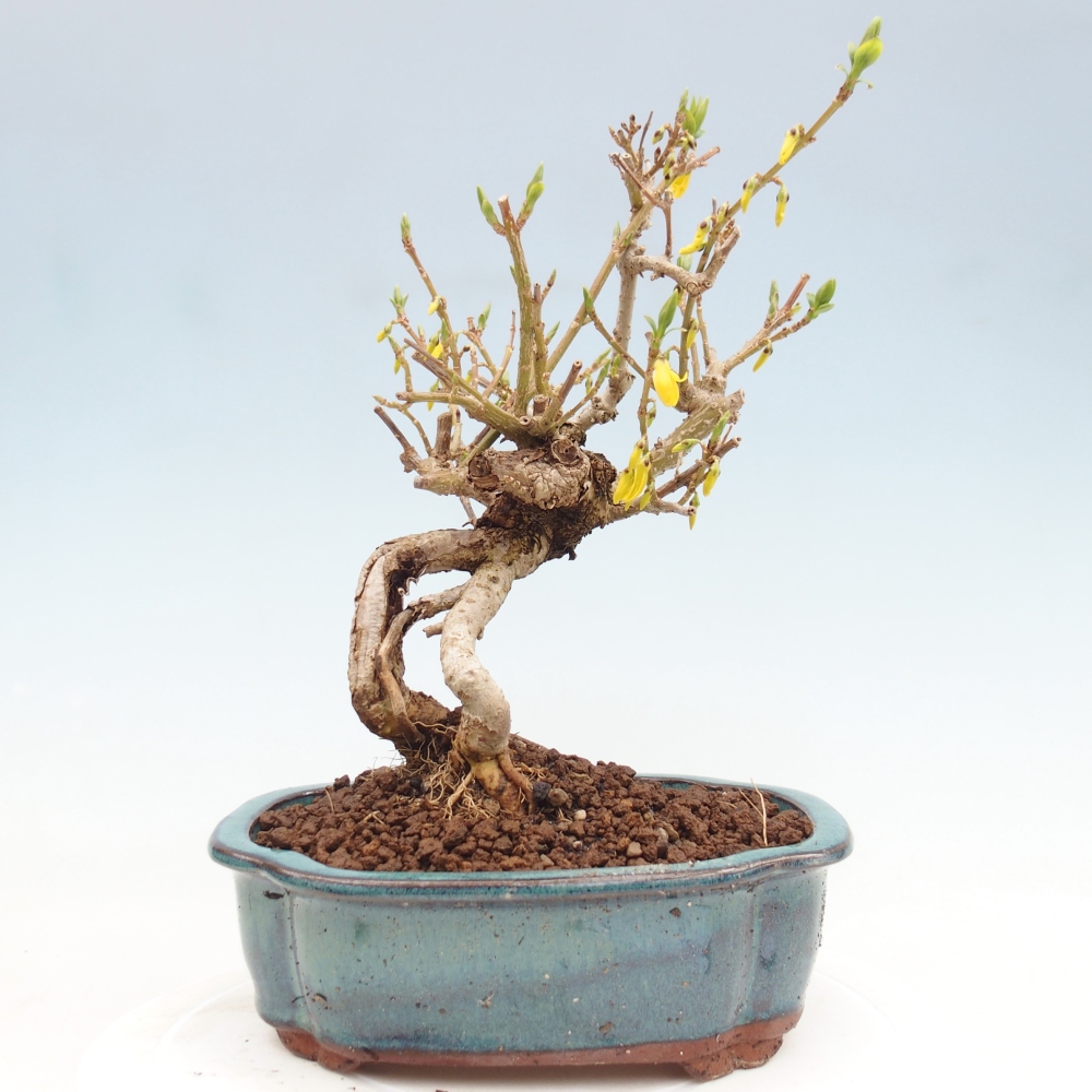 Vonkajšie bonsaje - Zlatice - Forsythia koreana