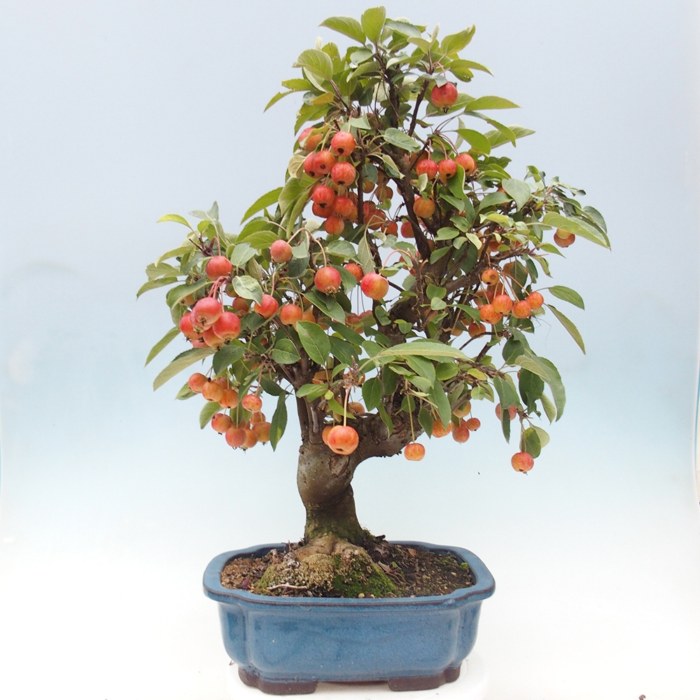 Vonkajší bonsai -Malus halliana - Maloplodá jabloň
