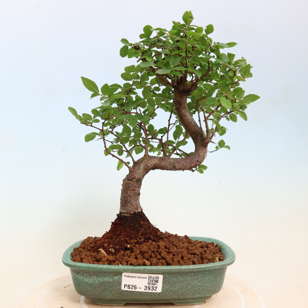 Izbový bonsaj - Ulmus parvifolia - brest malolistý