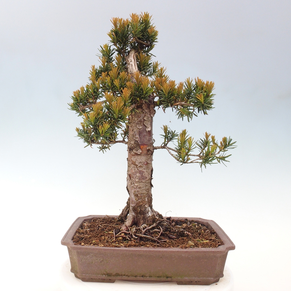Vonkajší bonsai - Taxus cuspidata - Tis japonský