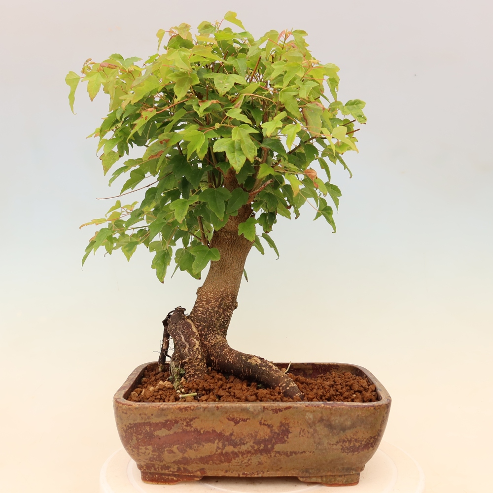 Vonkajšie bonsaje - Javor Burger - Acer Burgerianum