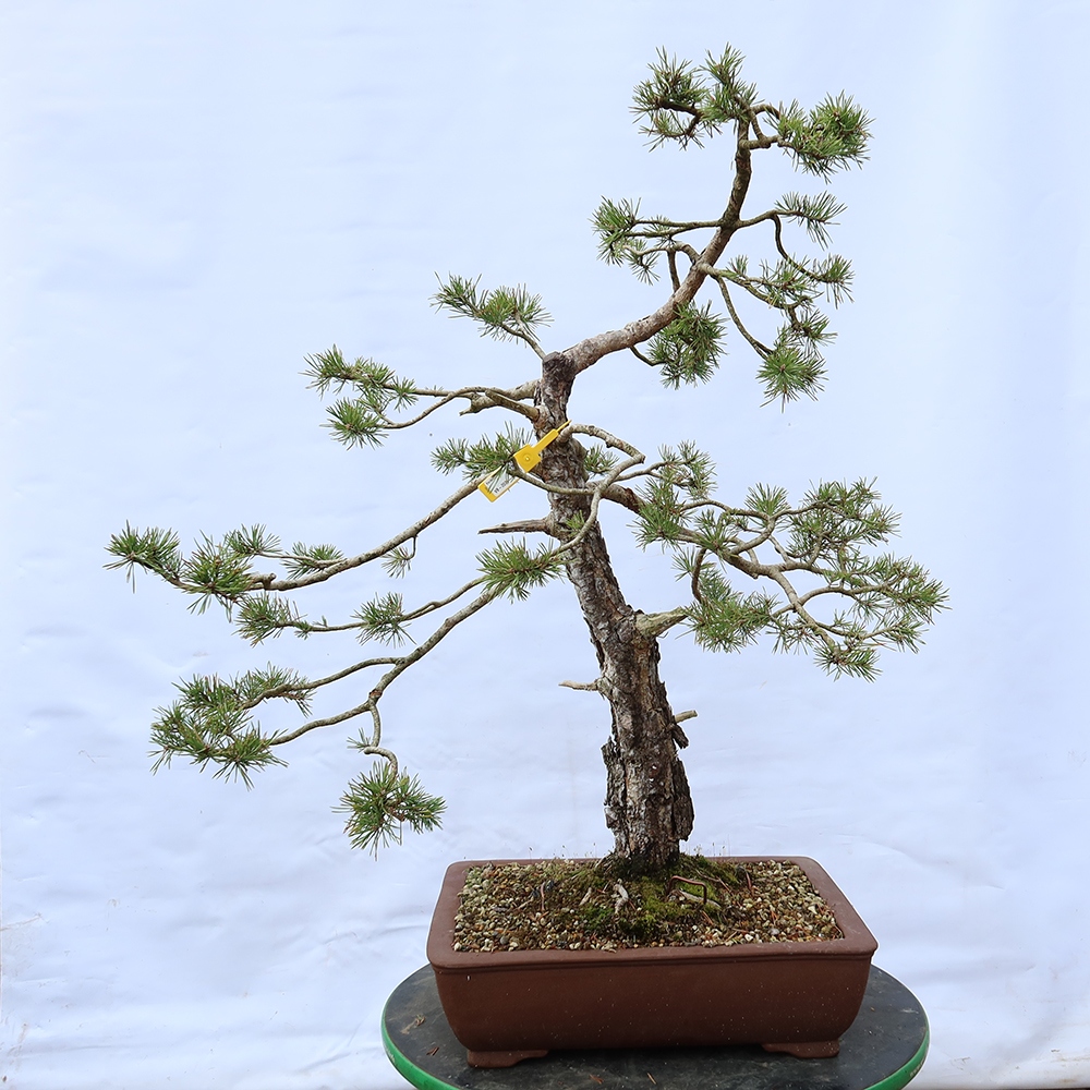 Pinus sylvestris Španielsko – borovica lesná