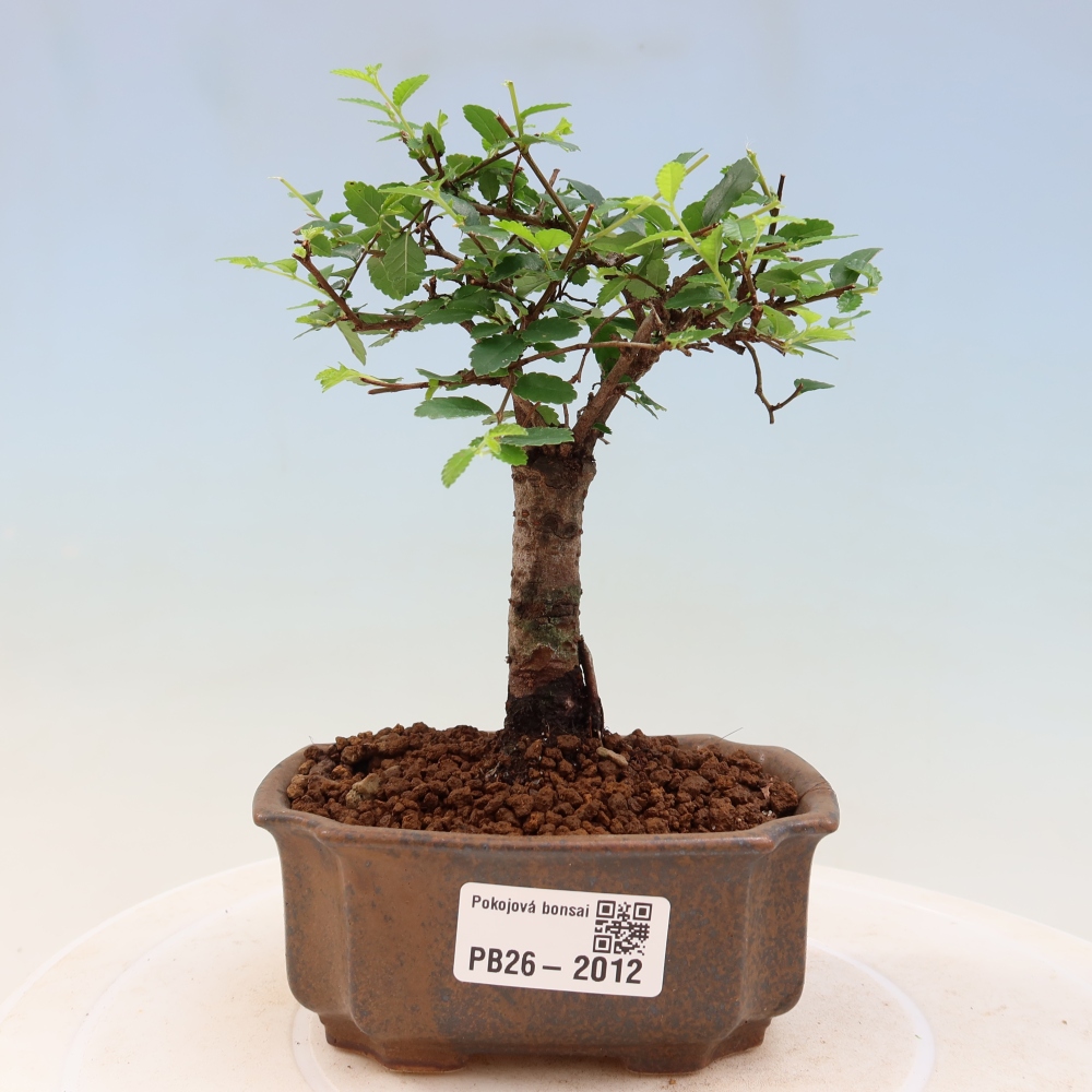 Izbový bonsaj - Ulmus parvifolia - brest malolistý