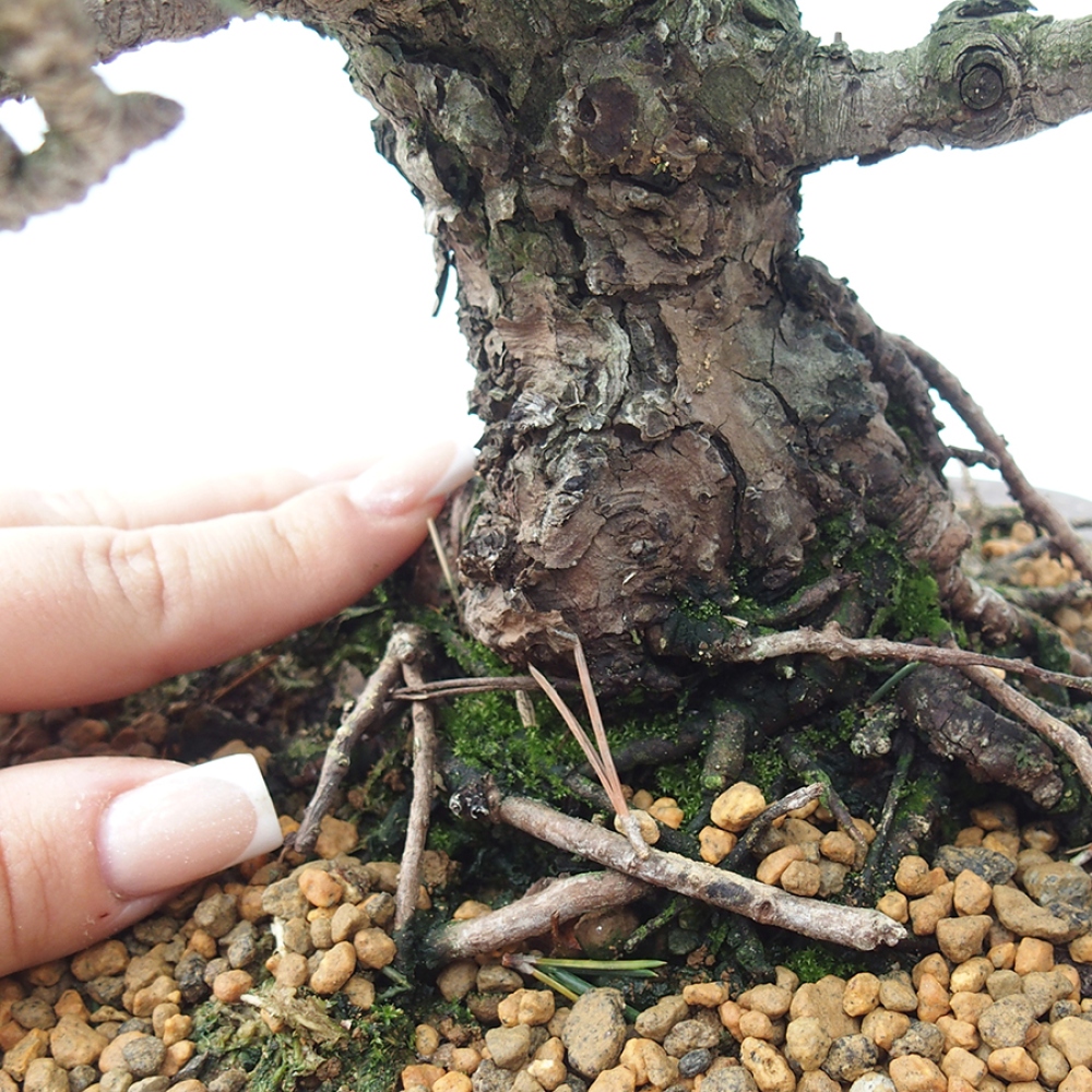 Vonkajší bonsaj - Pinus thunbergii Kotobuki - borovica Thunbergova