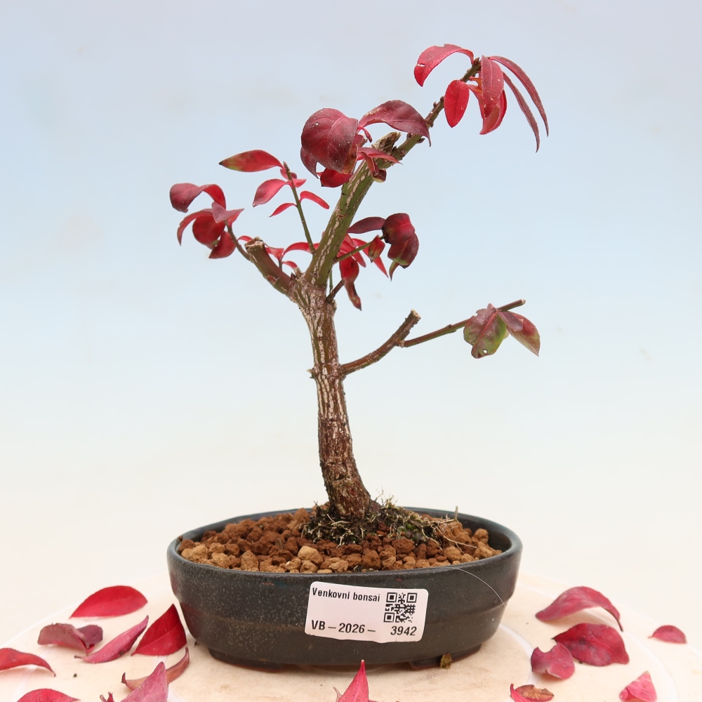 Vonkajší bonsai – Euonymus alatus comactus – krídlatý brslen