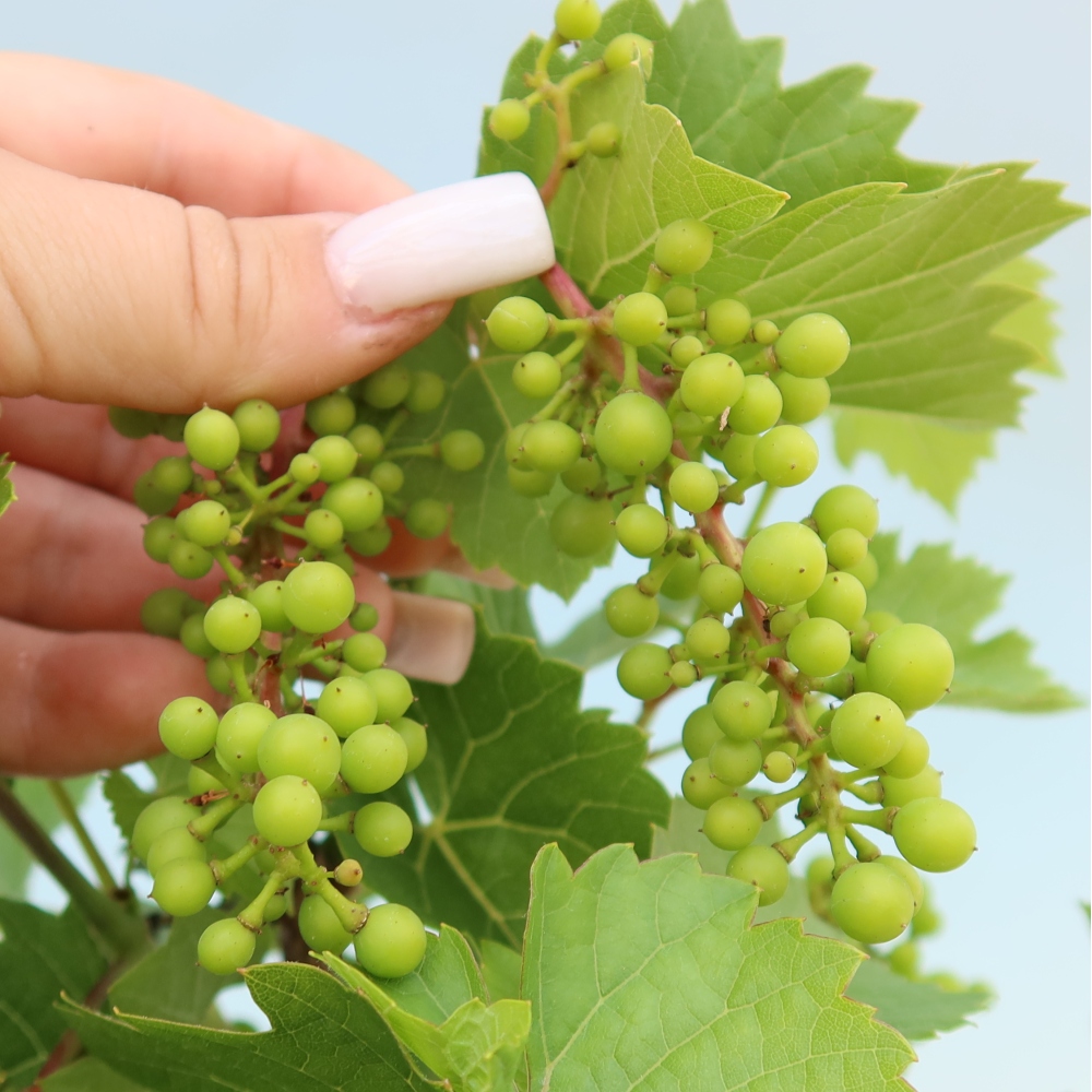 Vonkajšie bonsaje – Vinič – Vitis vinifera 