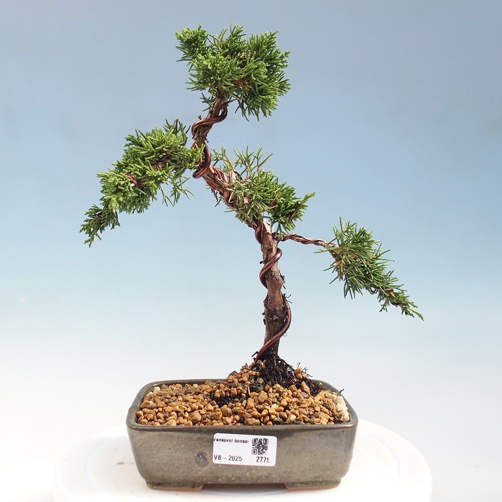 Vonkajší bonsai - Juniperus chinensis Kishu -Jalovec čínsky