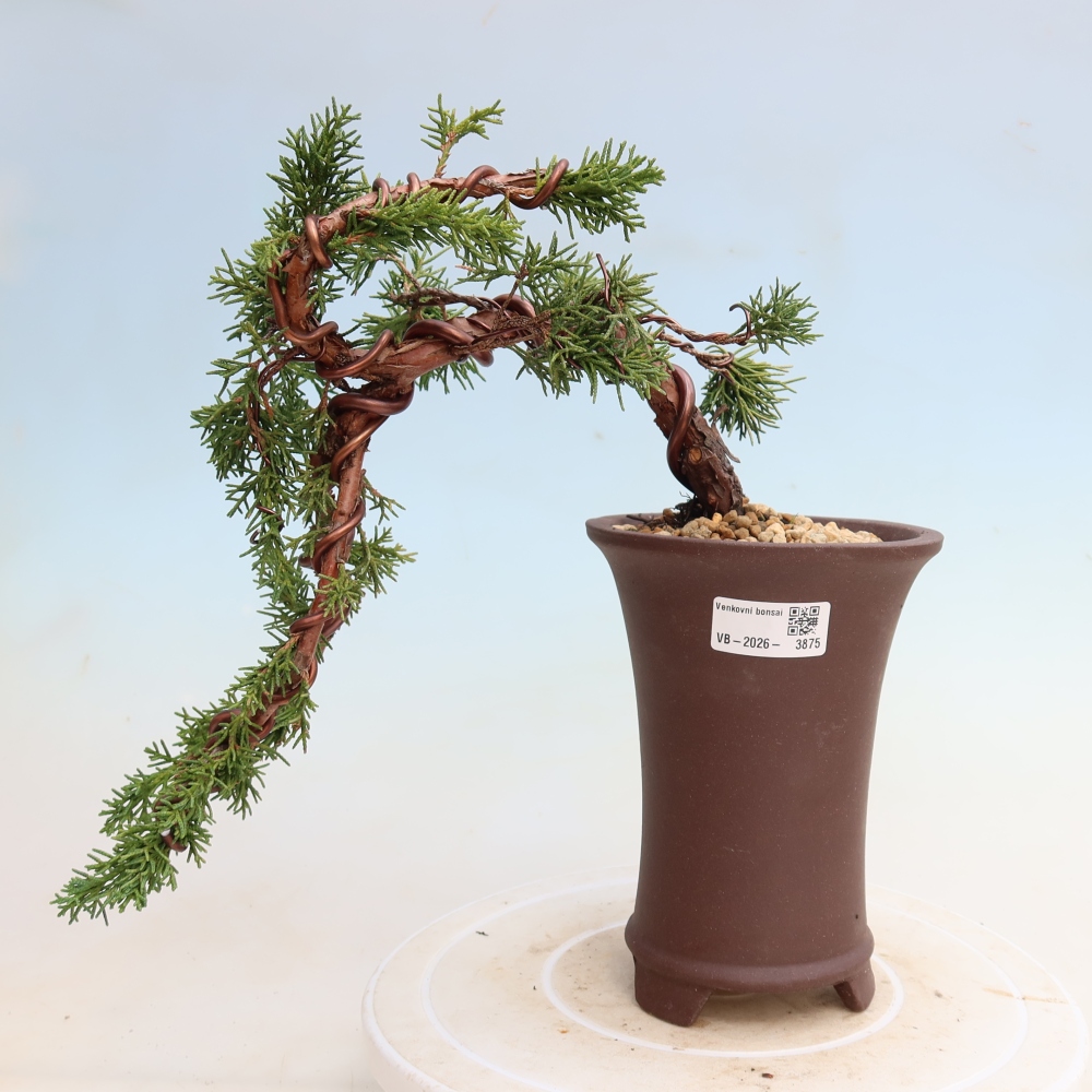 Vonkajší bonsaj - Juniperus chinensis Kishu