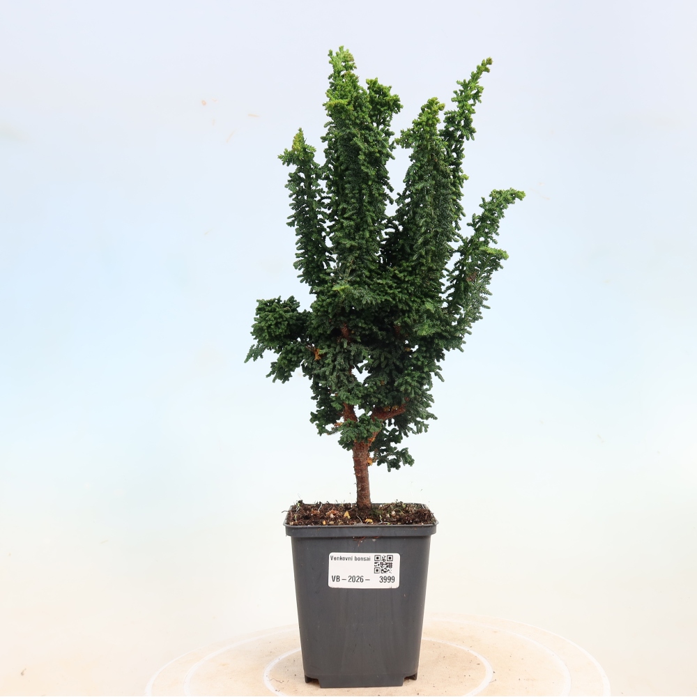 Vonkajší bonsaj - Cham. obtusa SEKKA HINOKI - Cypruštek