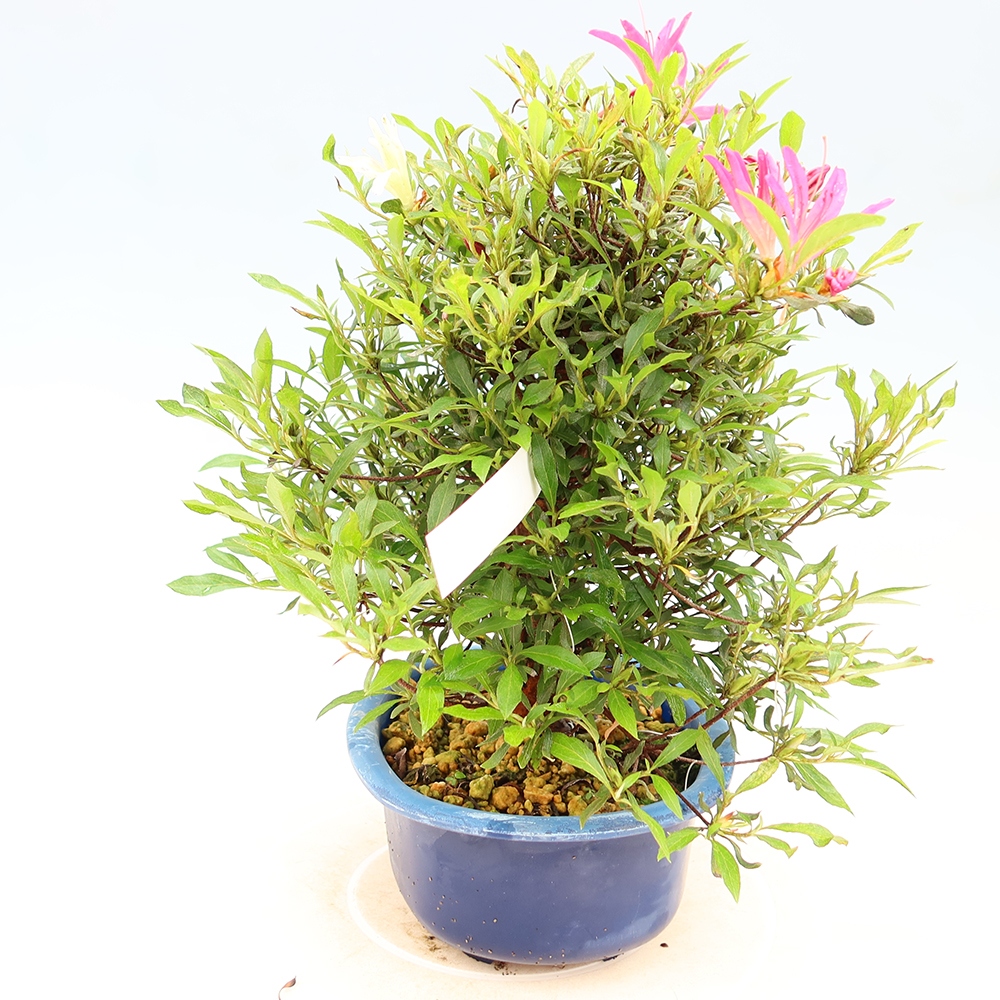 Vonkajšie bonsaje - Japonské azalky - Azalea Ryusen