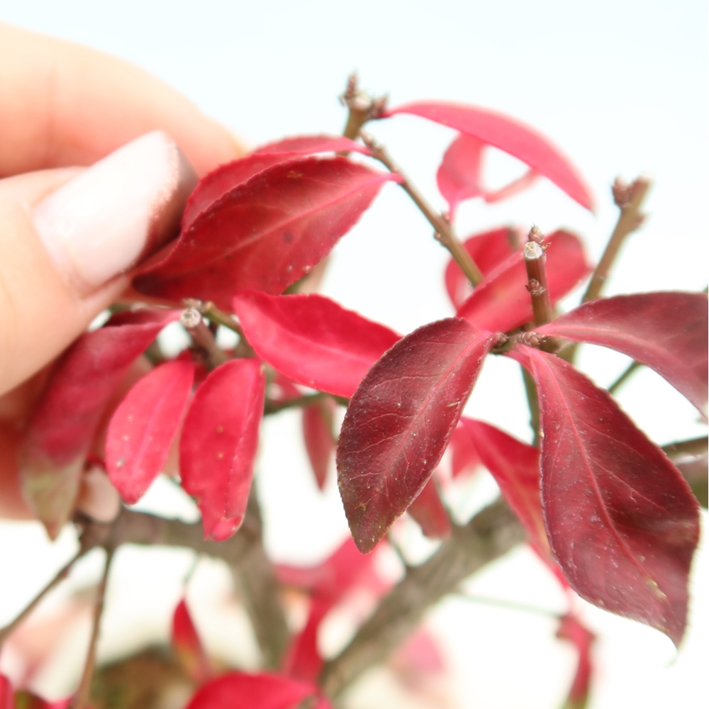 Vonkajší bonsai – Euonymus alatus comactus – krídlatý brslen