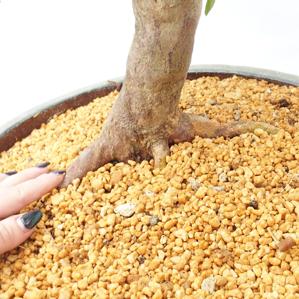 Vonkajšie bonsaje - Japonské azalky - Azalka ručná