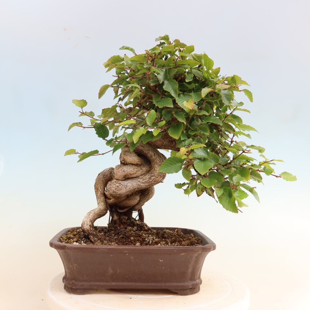 Vonkajšie bonsaje -Carpinus CARPINOIDES - Hrab kórejský