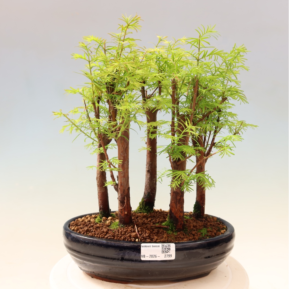 Vonkajší bonsai – Metasequoia glyptostroboides – čínska metasekvoja – hájik