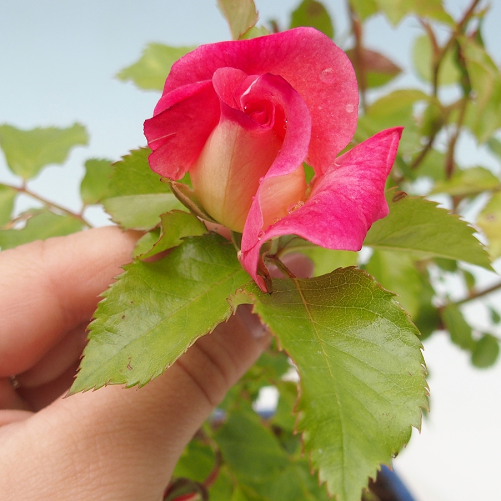 Vonkajší bonsai - Rosa Kordes - ruža