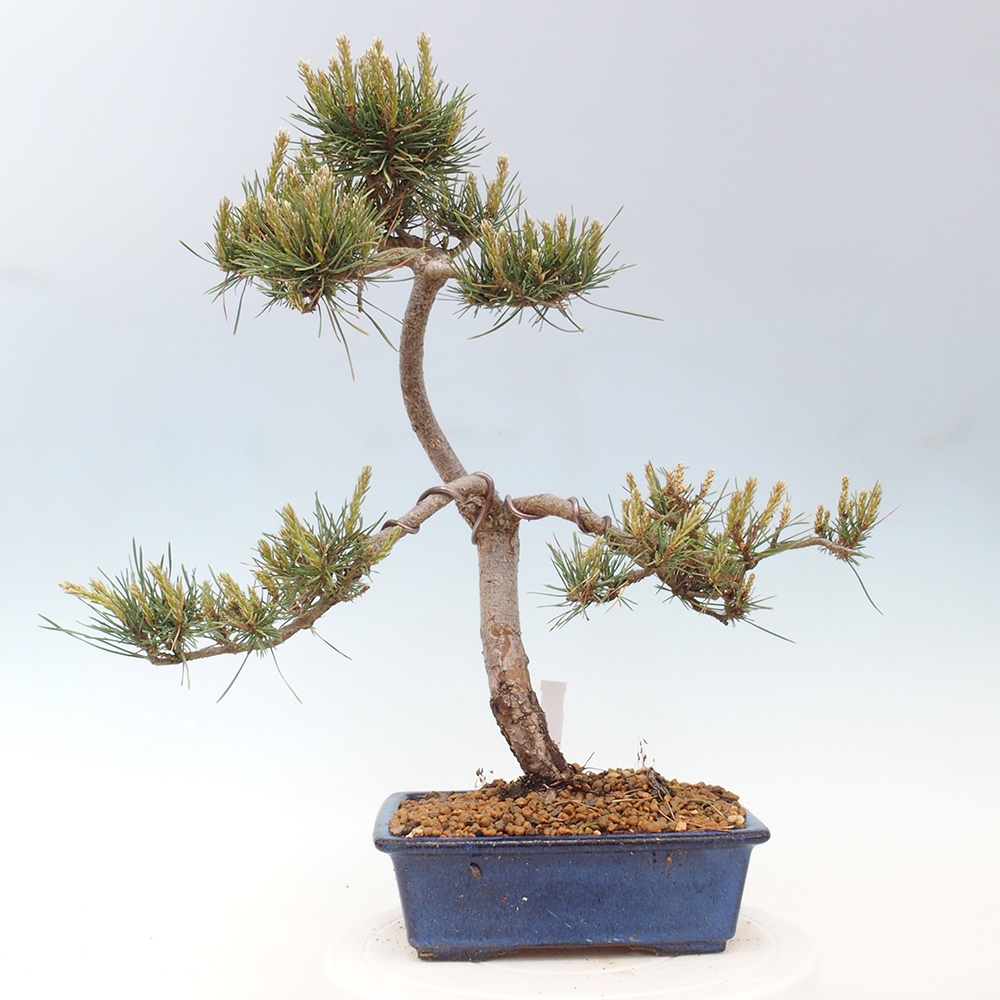 Vonkajšie bonsai - Pinus Sylvestris - Borovica lesná
