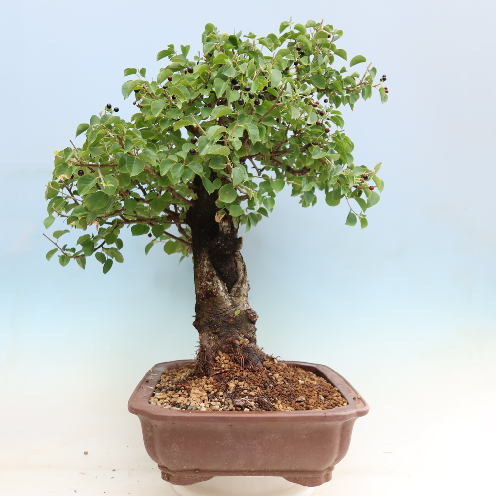 Vonkajší bonsai – Mahalebka – Prunus mahaleb