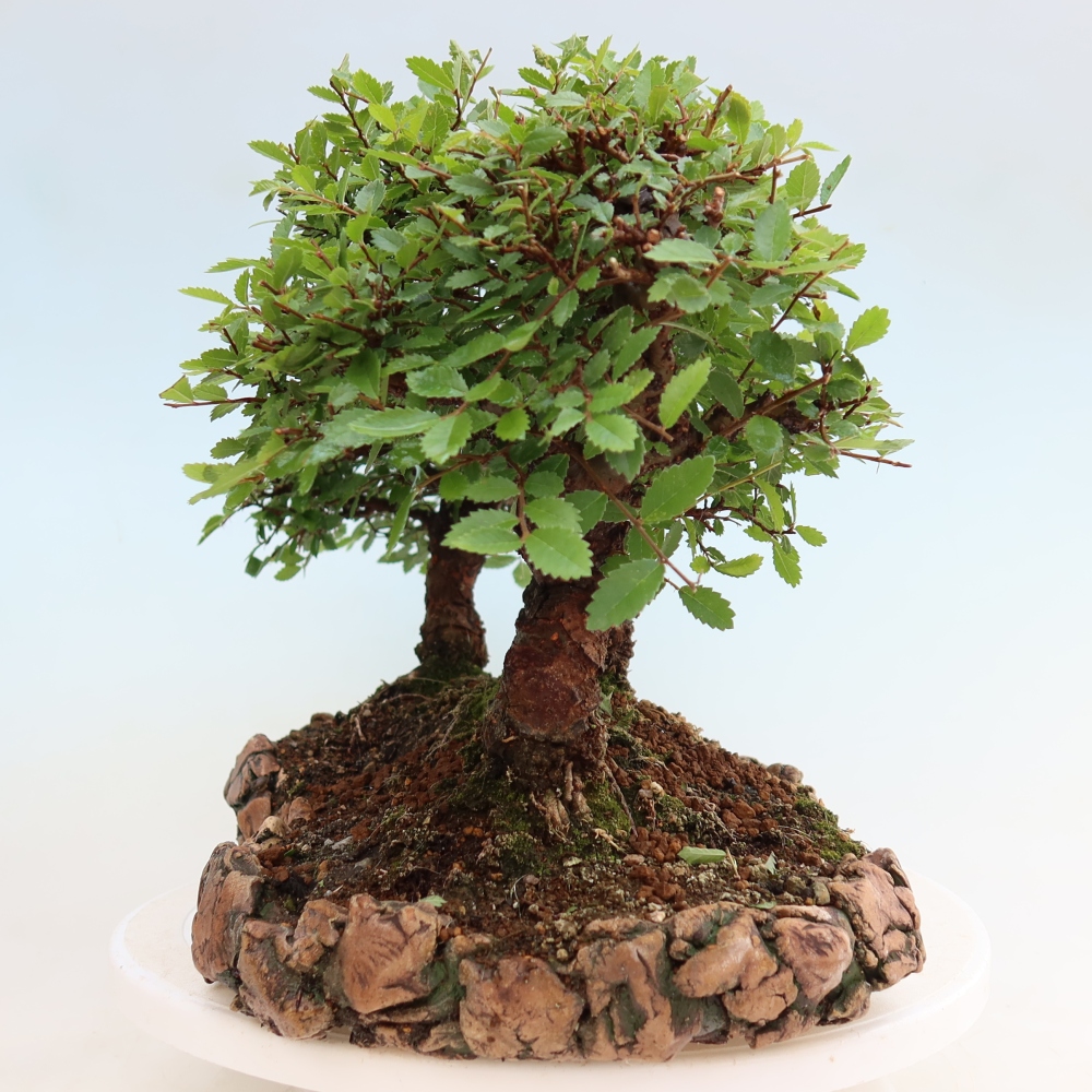 Vonkajší bonsai – Zelkova – Zelkova NIRE – háj