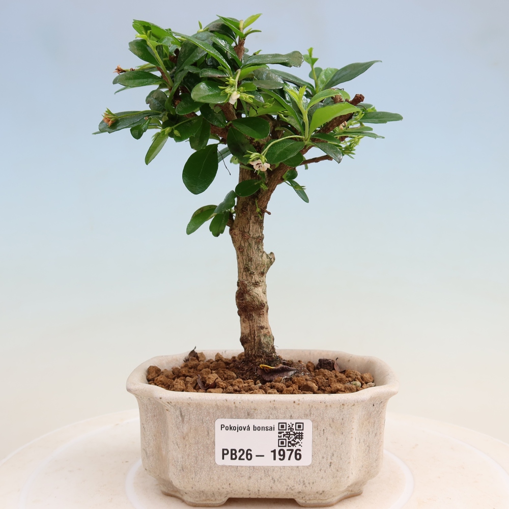 Izbové bonsaje - Carmona macrophylla - Tea fuki