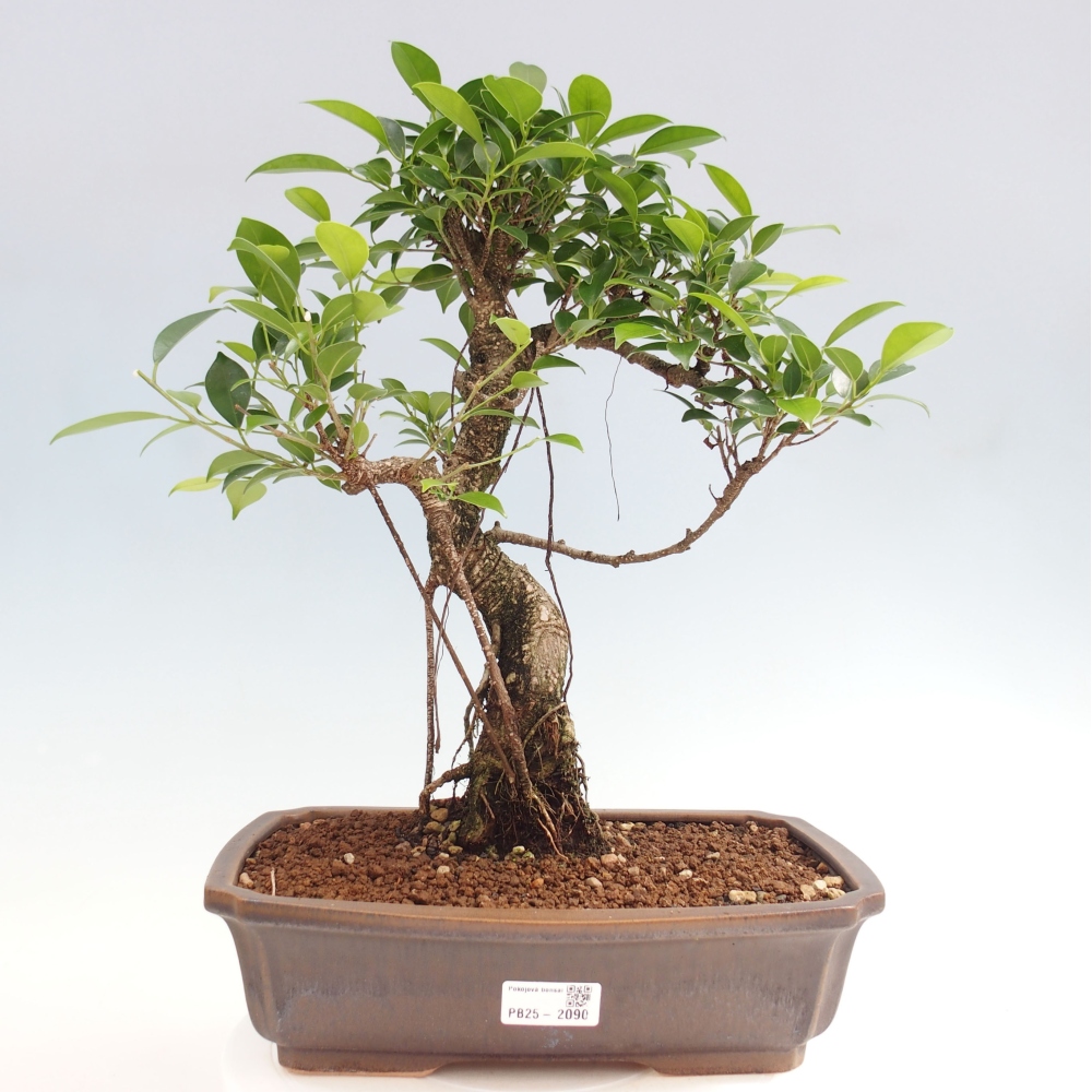 Izbová bonsai - Ficus kimmen - malolistý fikus