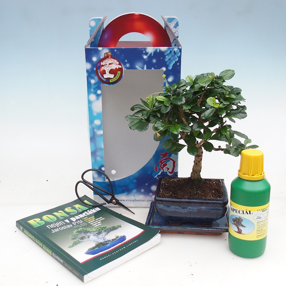 Izbový bonsaj v darčekovej krabičke Carmona microphylla - Tea fuki