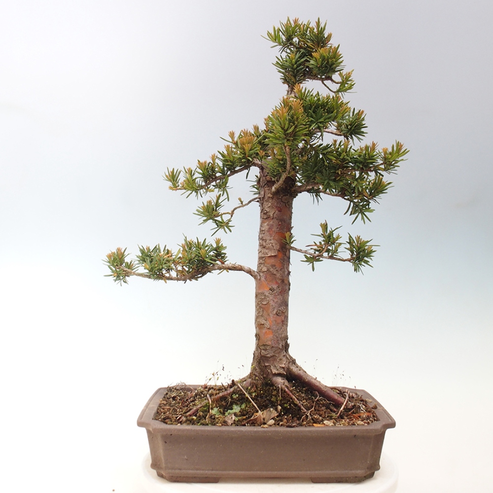Vonkajší bonsai - Taxus cuspidata - Tis japonský
