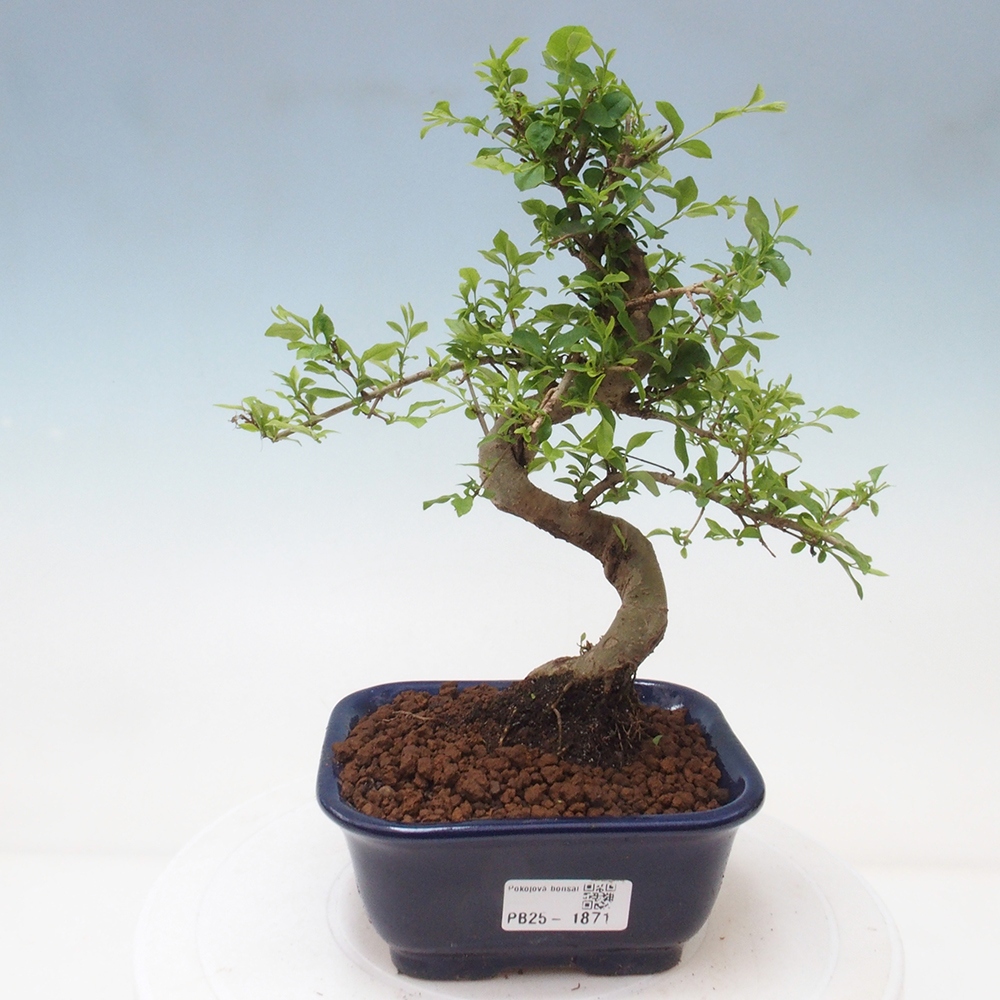 Izbová bonsai -Ligustrum chinensis - Vtáčí zob