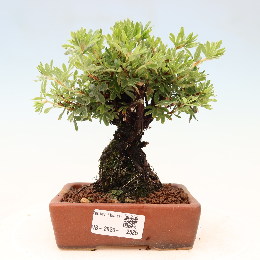 Vonkajšie bonsaje - Potentila fruticosa