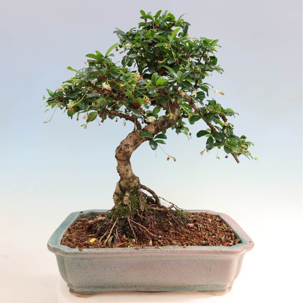 Izbové bonsaje - Carmona macrophylla - Tea fuki