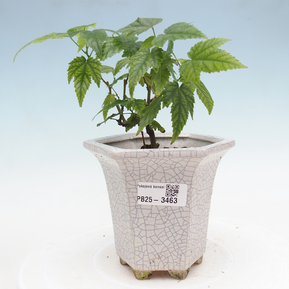 Izbový bonsaj - Abutilon Red Trumpet - Izbová limetka