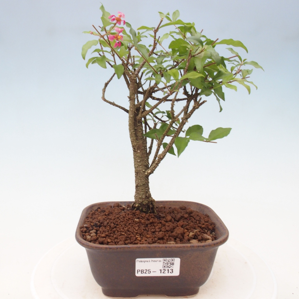 Izbová bonsai - Malpighia coccigera- Barbdorská čerešňa