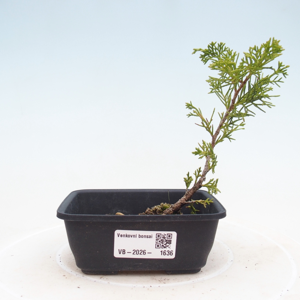 Vonkajší bonsaj - Juniperus chinensis Itoigawa