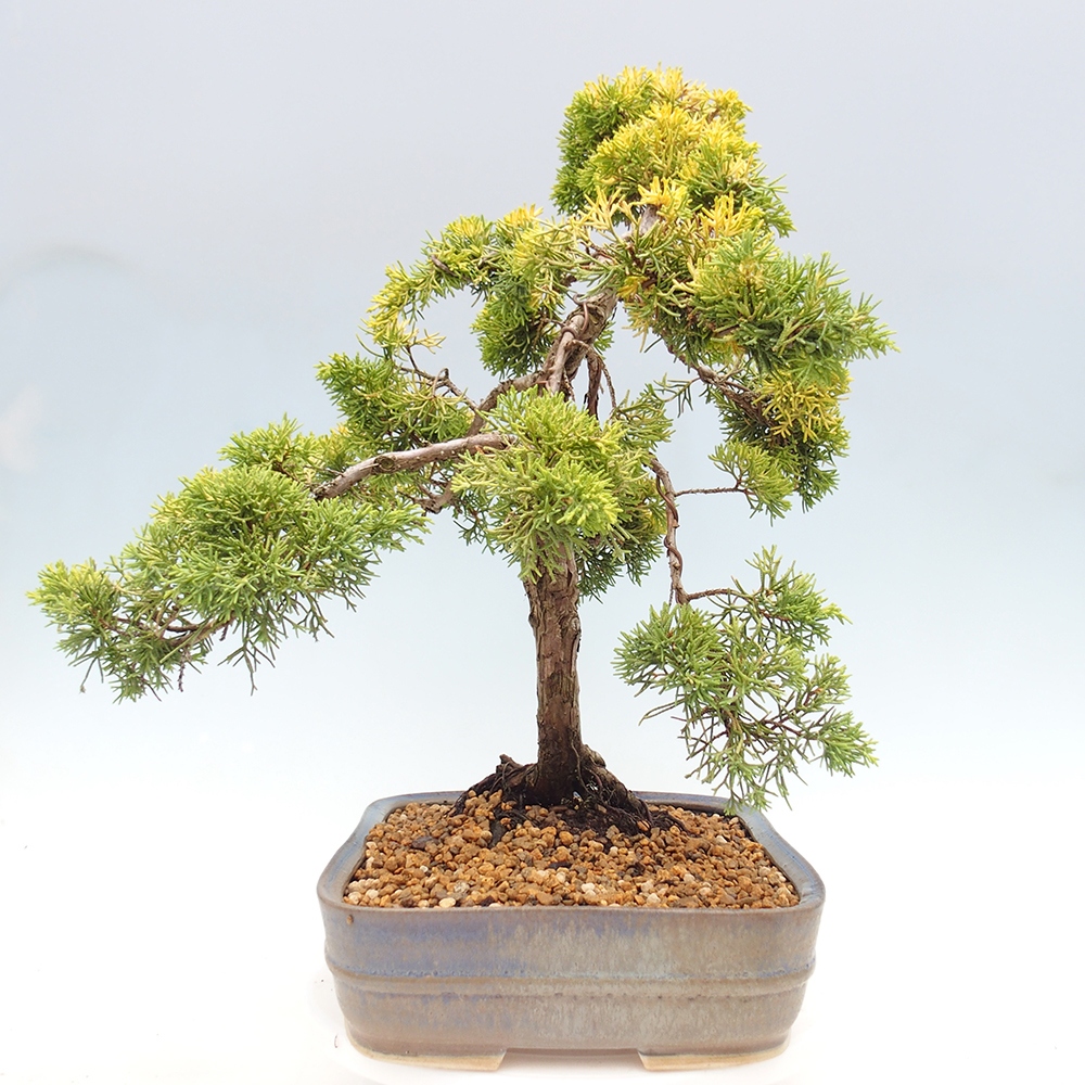 Vonkajší bonsai - Juniperus chinensis plumosa aurea - Borievka čínska zlatá