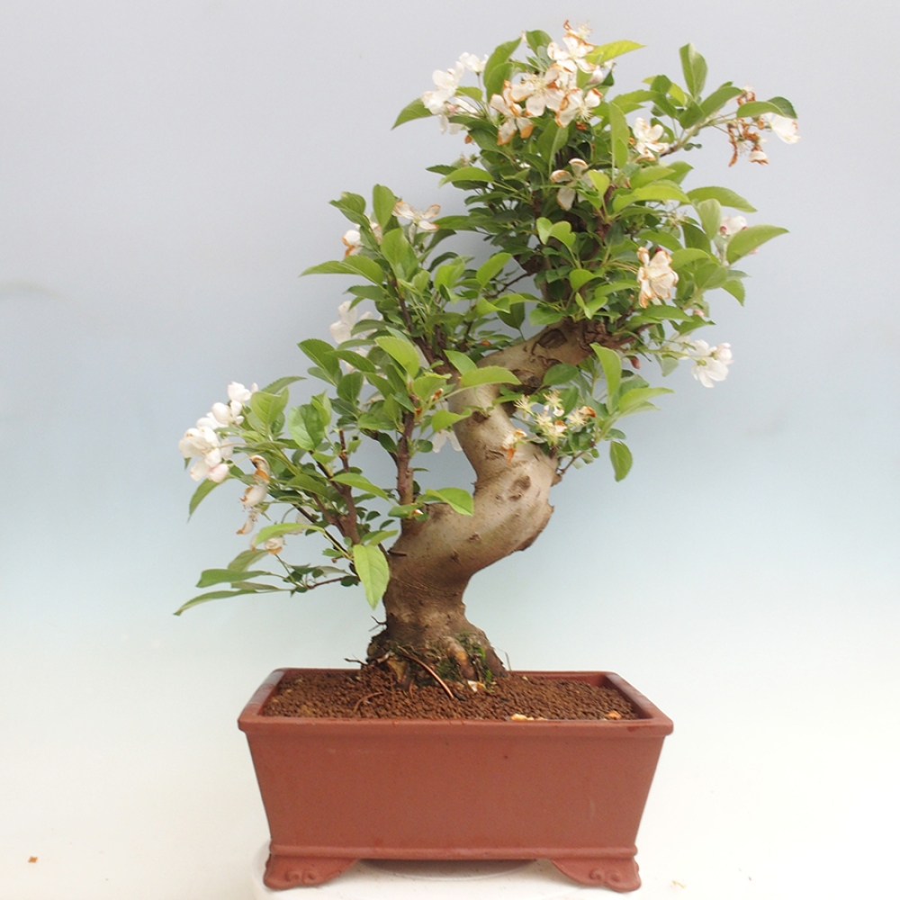 Vonkajší bonsai -Malus halliana - Maloplodá jabloň