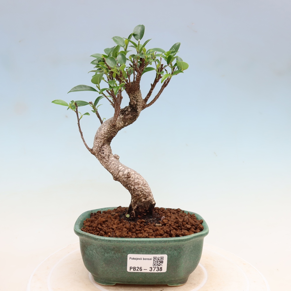 Izbové bonsaje - Ficus kimmen - drobnolistý fikus