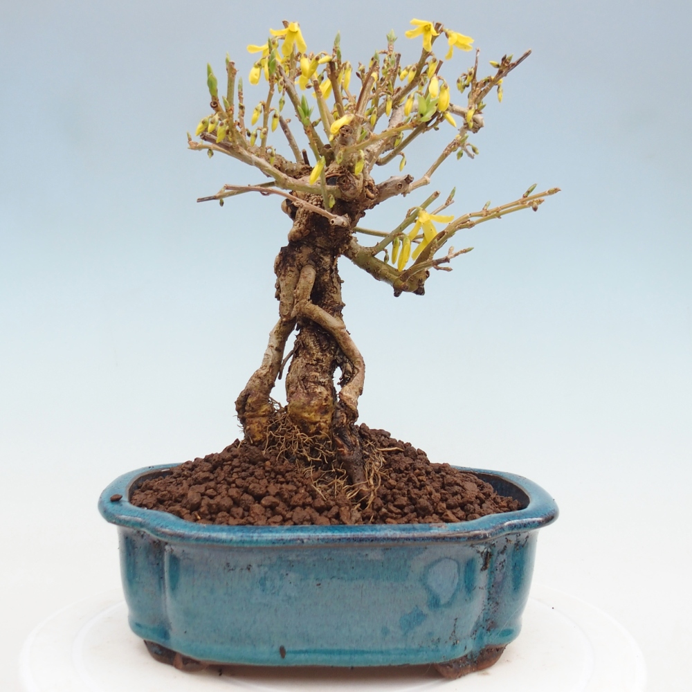 Vonkajšie bonsaje - Zlatice - Forsythia koreana