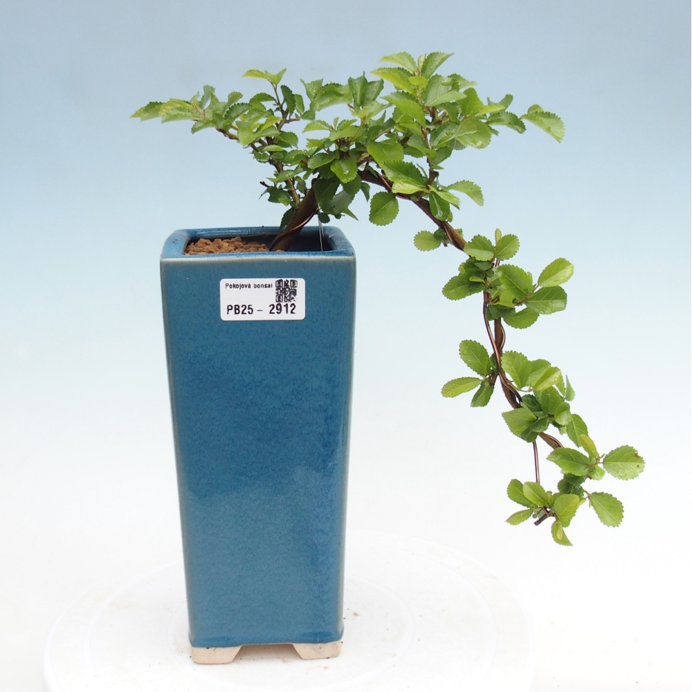 Izbová bonsai - Grewia occidentalis - Hviezdica levanduľová